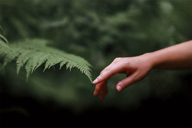 SGF_Onward_Fern NZ Silver Fern